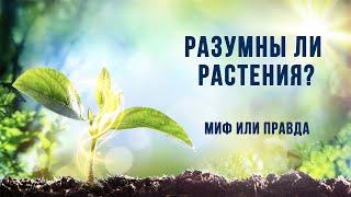 Есть ли у растений сознание?